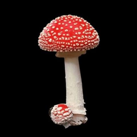 Amanita Muscaria (Chap&eacute;us e Caules Desidratados)