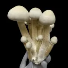 Amostra Botânica do cogumelo Gepetto, segurada em uma mão com luva de laboratório. Gepetto é um tipo de cogumelo da espécie Psilocybe cubensis, originado do cruzamento entre as espécies Albino e Colombian Rust. Disponível à pronta-entrega na Natureza Divi