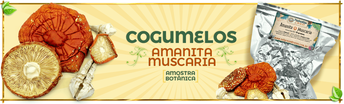Cogumelo Amanita muscaria (Amostra Botânica) Cogumelo Amanita muscaria (Amostra Botânica)