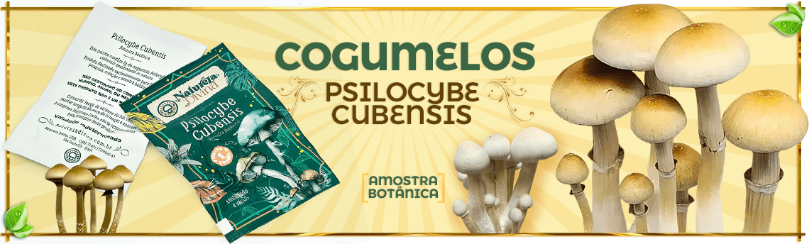 Cogumelo Psilocybe cubensis (Amostra Botânica) Cogumelo Psilocybe cubensis (Amostra Botânica)