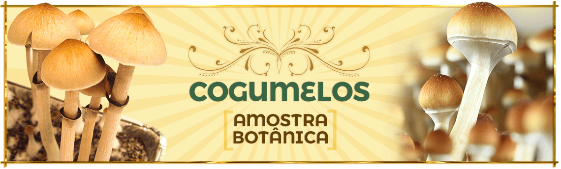 Cogumelos (Amostra Botânica)