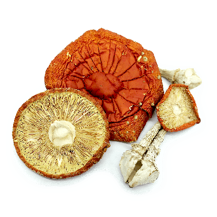 Três chapéus e dois caules desidratados, de tamanhos variados, do cogumelo Amanita muscaria, vistos de cima. Vendido pela Natureza Divina.