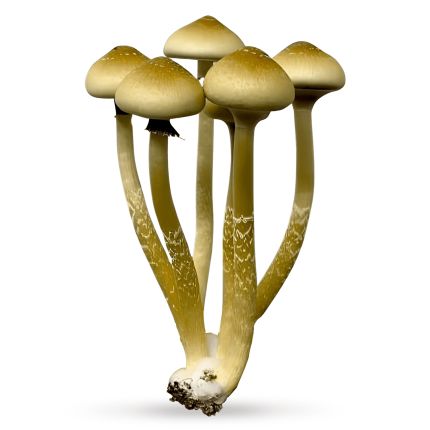 cogumelo camboja
