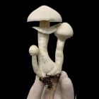 Amostra Botânica do cogumelo Albino (TAT), segurada em uma mão com luva de laboratório. Albino (True Alino Teacher) é um tipo de cogumelo da espécie Psilocybe cubensis, originado do da safra Golden Teacher. Disponível à pronta-entrega na Natureza Divina.