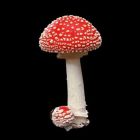 amanita-muscaria-chapeus-e-caules-desidratados-01.jpg