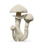 Amostra Botânica do cogumelo Albino (TAT), com fundo branco. Albino (True Alino Teacher) é um tipo de cogumelo da espécie Psilocybe cubensis, originado do da safra Golden Teacher. Disponível à pronta-entrega na Natureza Divina.