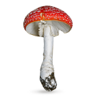 Amanita muscaria em um fundo branco. Cogumelo de corpo branco e cabeça vermelha com pontinhos brancos. Vendido pela loja Natureza Divina.