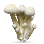 Amostra Botânica do cogumelo Gepetto, segurada em uma mão com luva de laboratório. Gepetto é um tipo de cogumelo da espécie Psilocybe cubensis, originado do cruzamento entre as espécies Albino e Colombian Rust. Disponível à pronta-entrega na Natureza Divi
