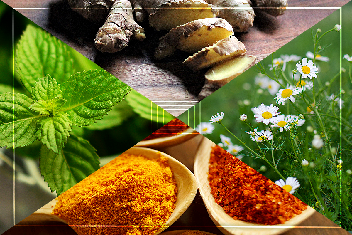 Montagem de 4 fotos de plantas medicinais: cúrcuma, gengibre, hortelã e camomila.