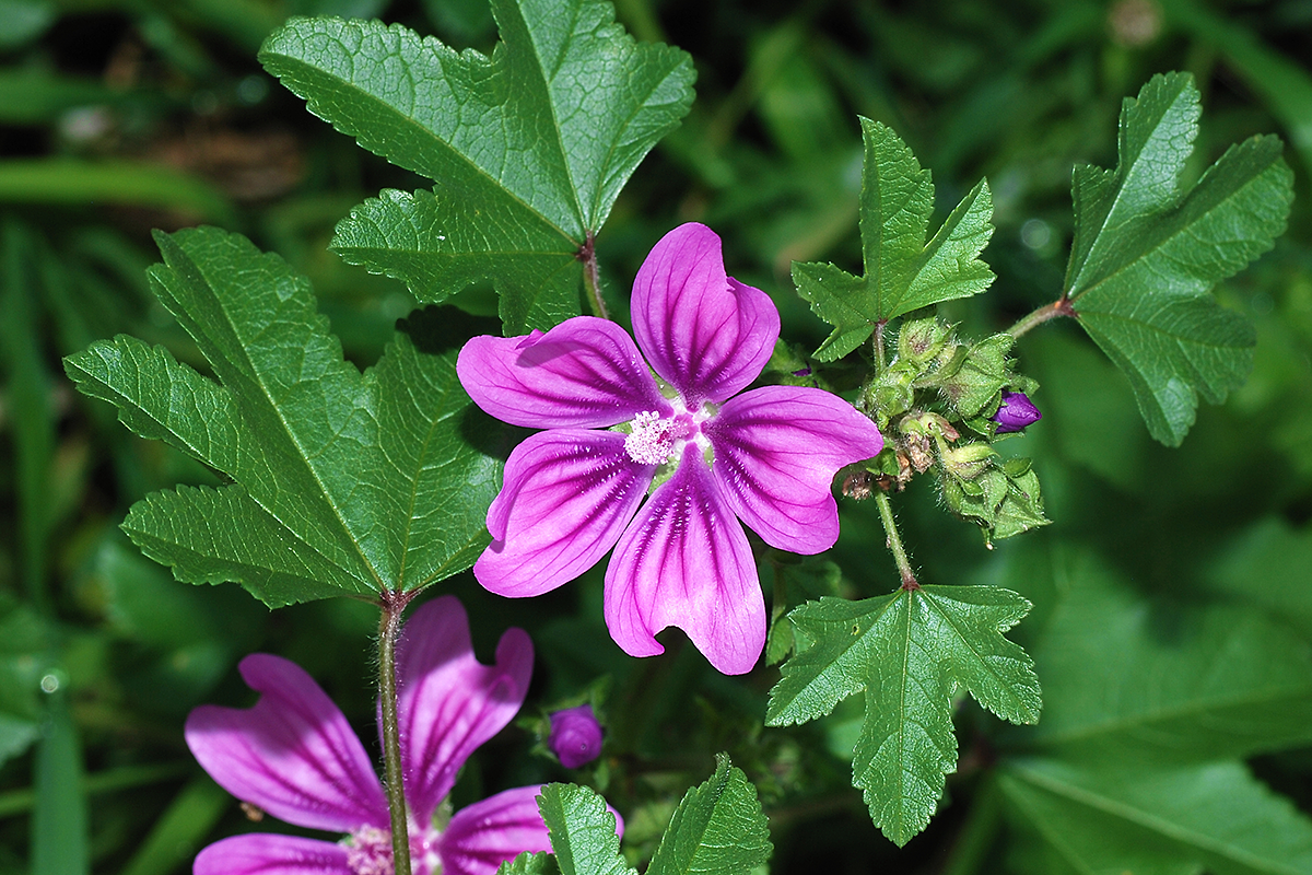 Alwegaspa, Wikipedia Flor de malva-comum, com pétalas roxas e folhas verdes serrilhadas.