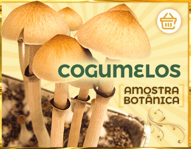 Botão de acesso à nossa página de Cogumelos Mágicos.