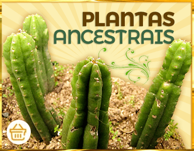 Botão de acesso à nossa página de Plantas Sagradas.